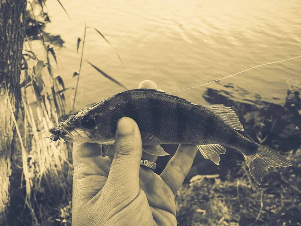 Le pêcheur tient un poisson — Photo