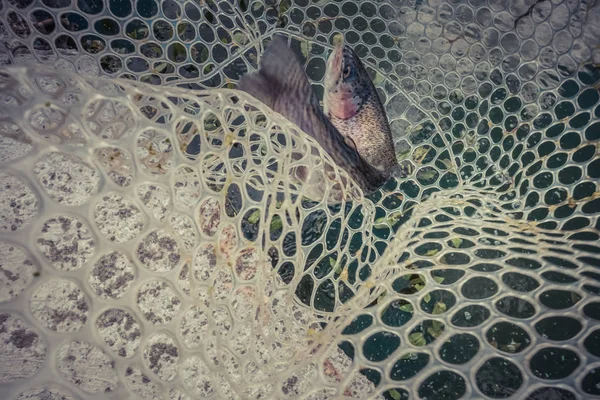 Trout fishing on the lake — Stock Photo, Image