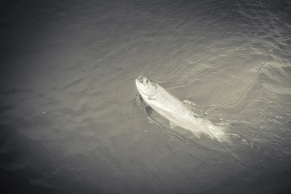 Öring fiske på sjön — Stockfoto