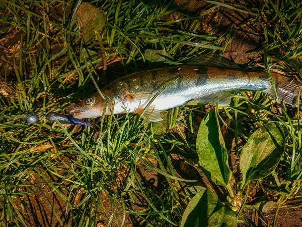 川のザンダー釣り — ストック写真