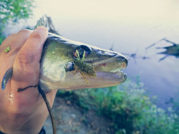 El pescador está sosteniendo un pez —  Fotos de Stock