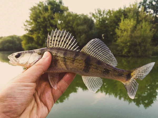 Peixe Pique Poleiro Nas Mãos Pescador — Fotografia de Stock