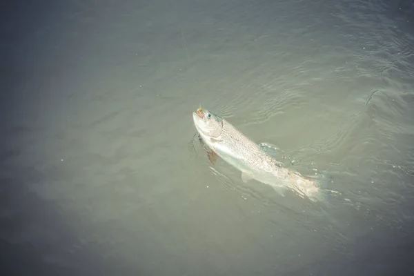 Pesca Truchas Lago — Foto de Stock