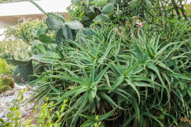 Güzel tatil beldesi. Yeşil ve çiçekler