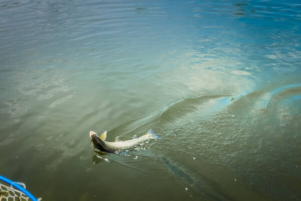 Рыбалка форели на озере
