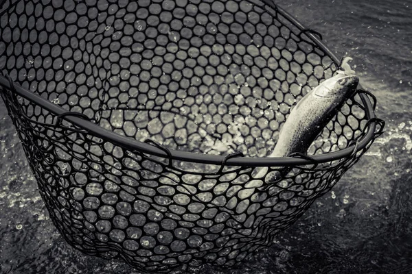 Pesca da truta no lago — Fotografia de Stock