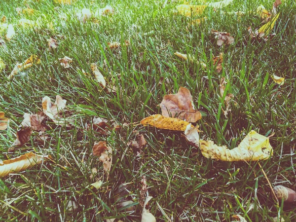 Dry leaves on green grass — Stock Photo, Image