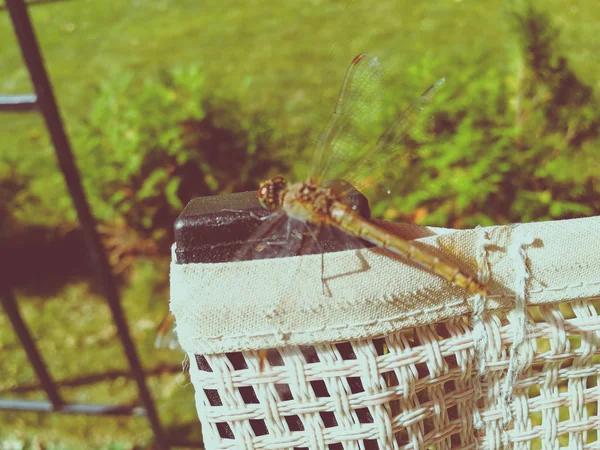 在椅子后面的蜻蜓 — 图库照片