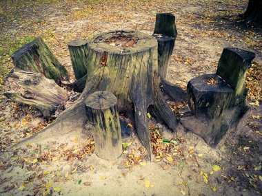 ormanda büyük eski kütük