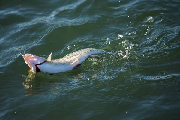 Pesca alla trota sul lago — Foto Stock