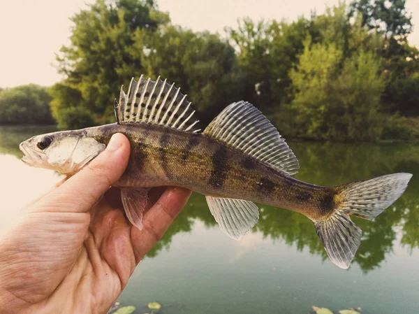 Fish Pike Perch Hands Angler — Stock Photo, Image