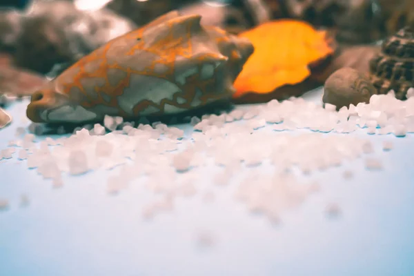 Hintergrund Von Muscheln Auf Blauem Hintergrund — Stockfoto