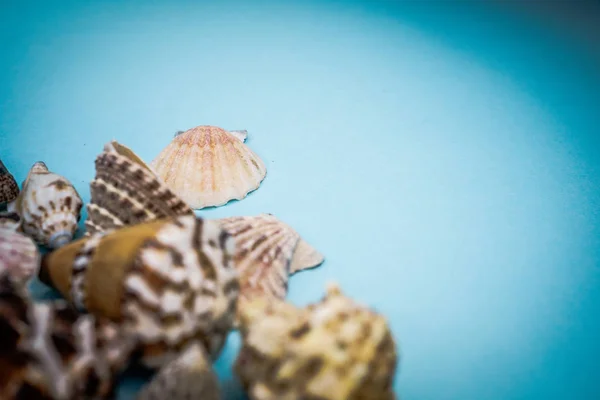 Fondo Conchas Marinas Sobre Fondo Azul —  Fotos de Stock