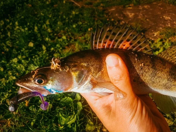 Zander Balıkçılık Nehri Üzerinde — Stok fotoğraf