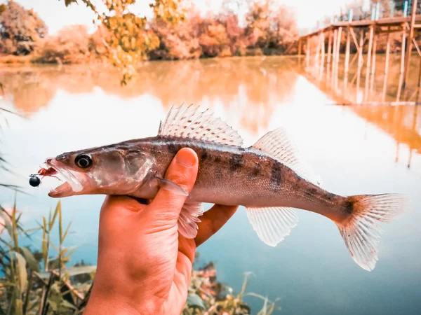 Fångad fisk i en hand på en sjö — Stockfoto