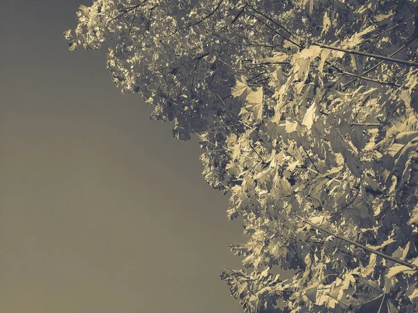 Όμορφο Κίτρινο Σφενδάμου Φθινόπωρο — Φωτογραφία Αρχείου