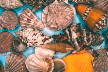 Mavi arka planda deniz kabukları