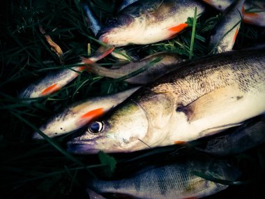 Çimenlerde balık yakaladım.