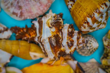 Mavi arka planda deniz kabukları