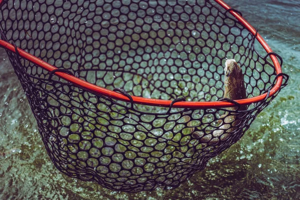 Gölde alabalık avı — Stok fotoğraf