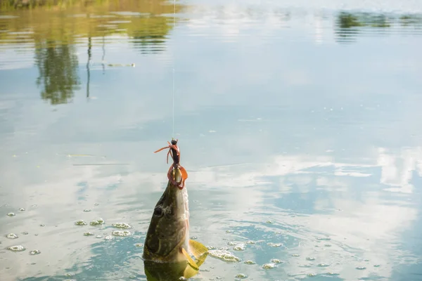 Pesca del luccio sul lago — Foto Stock