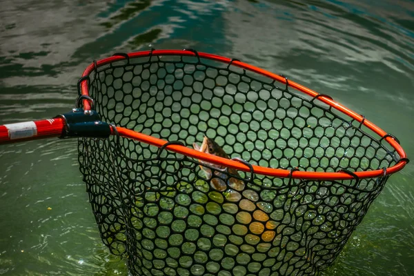 Pesca alla trota sul lago — Foto Stock