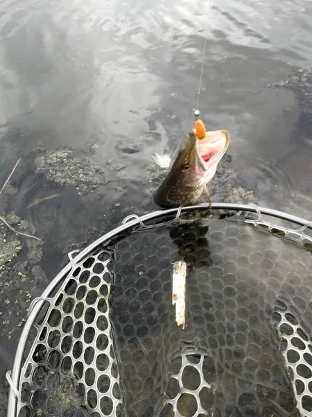 Cathing Fish Freshwater Fishing — Stock Photo, Image