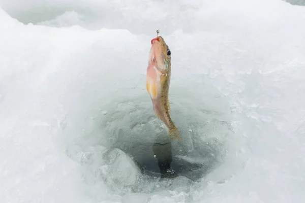 Vinterisfiske Hobby — Stockfoto