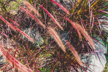 Deniz kenarındaki güzel resort peyzaj