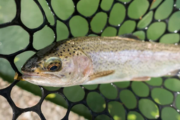 Trout fishing on the lake — Stock Photo, Image