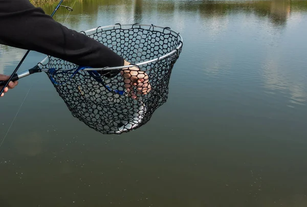 Forel vissen op het meer — Stockfoto