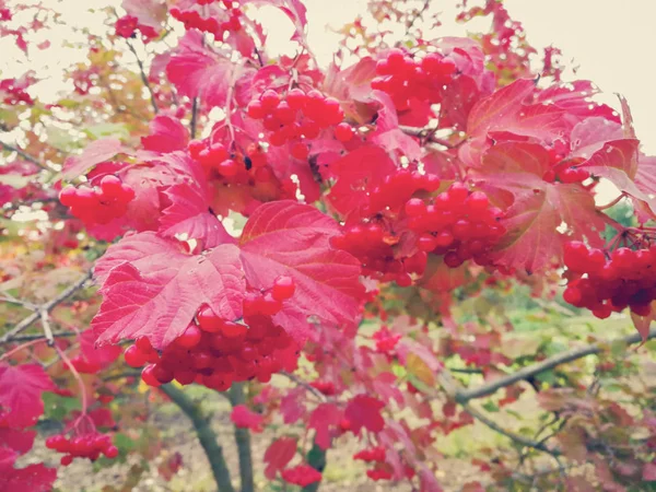 Bagas de cinza de montanha com folhas vermelhas — Fotografia de Stock
