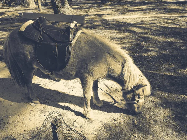 Pony op het gazon in de zomer — Stockfoto