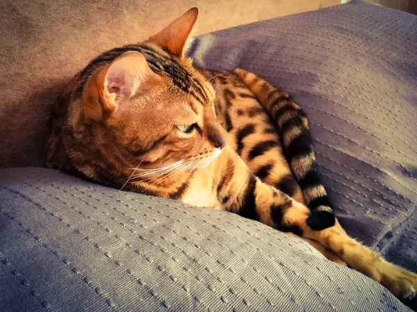 Hermoso gato bengalí con grandes ojos — Foto de Stock