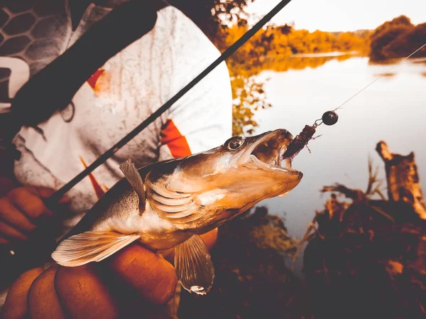 Pescador Pegou Peixe Segurando Sua Mão — Fotografia de Stock