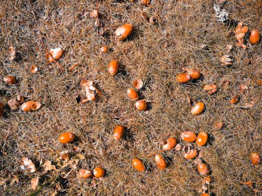 çim üzerinde meşe palamudu