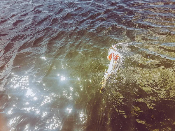 Pesca no lago — Fotografia de Stock