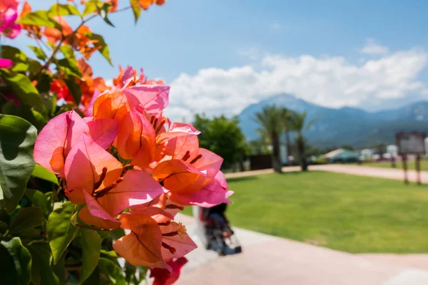 Bella località balneare. Verde e fiori — Foto Stock