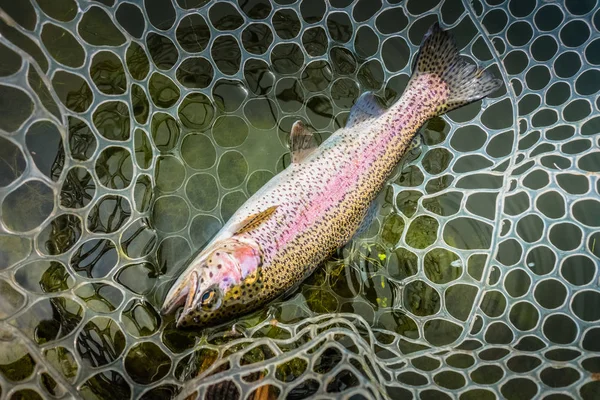 Öring fiske på sjön — Stockfoto