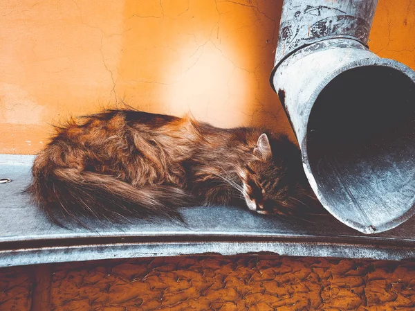 Straßenkatze in der Nähe des Abflussrohres — Stockfoto