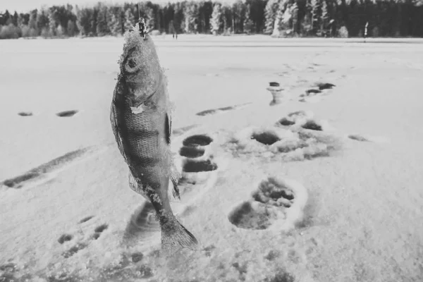 Zimní Rybářský Koníček — Stock fotografie