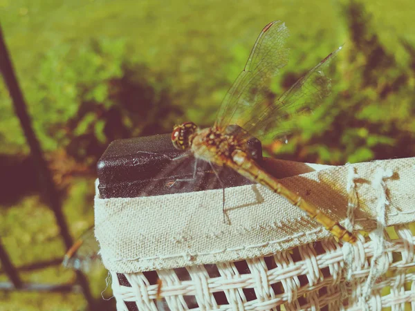 Libélula en el respaldo de una silla — Foto de Stock