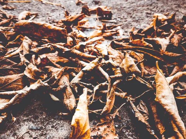 Dry leaves on asphalt — Stock Photo, Image