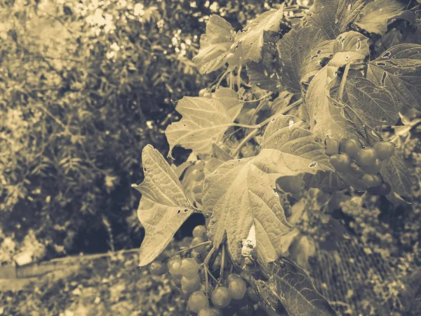 赤い葉を持つ山灰の果実 — ストック写真