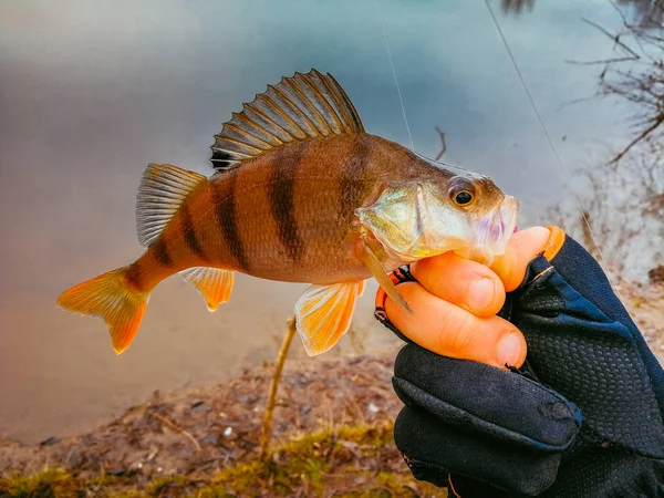 Contexte d'un thème de pêche — Photo