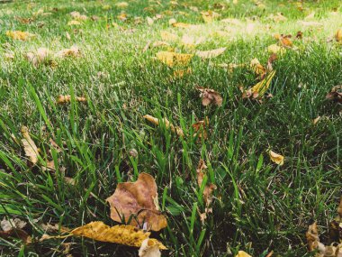 Kuru yapraklar yeşil çimlerde