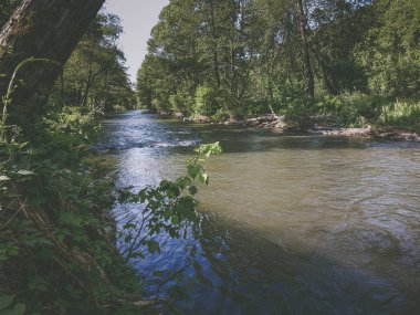 Ormanda güzel hızlı nehir