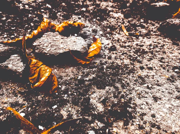 Asfalto rotto con foglie secche — Foto Stock