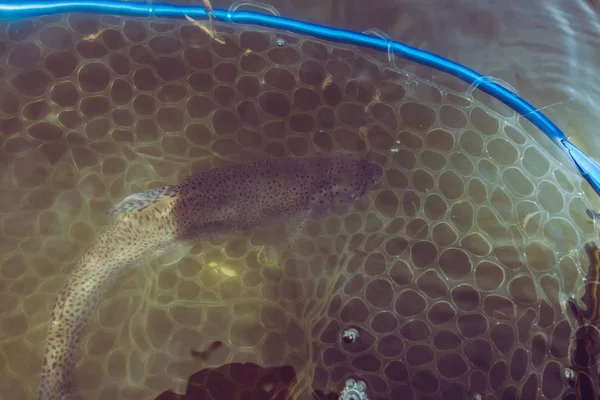 Área Pesca Truta Perto — Fotografia de Stock