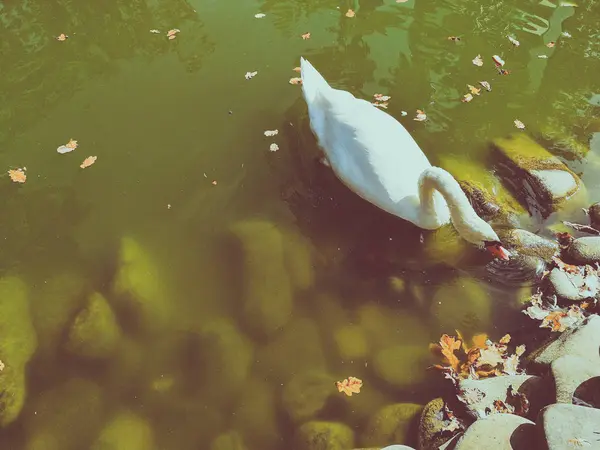 Cisne branco em um lago — Fotografia de Stock